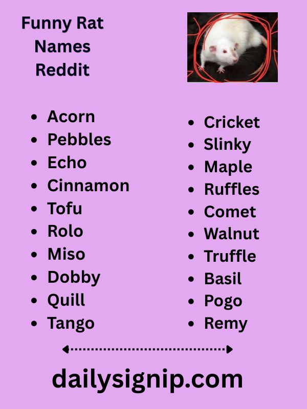 Funny Rat Names Reddit